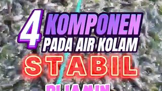 Jika 4 Komponen pada air kolam STABIL DIJAMIN ikan lele sehat