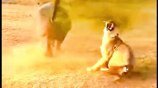 Hippo’s Shocking Defense - Lion’s Attack Gone Wrong #wildlife #animals #lion #hippopotamus #hippo