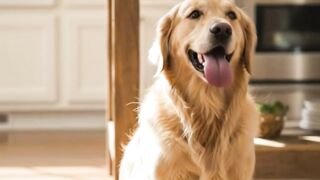 Healthy Human Foods you Dogs can as well take - FarmPally