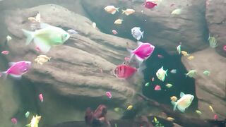 Beautiful pet fish