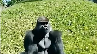 I Gorilla compilation videos