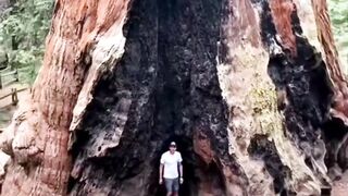 Pohon raksasa yang sudah hidup lebih dari 2000 tahun