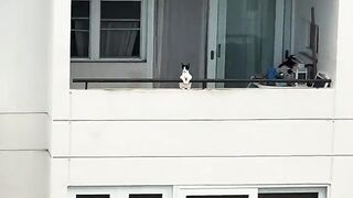 That chilling cat