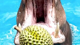Crunch Time: Hippo vs. Whole Durian! ????????