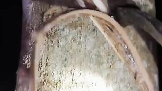 Nyadap karet dimalam hari