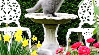 British shorthair kittens