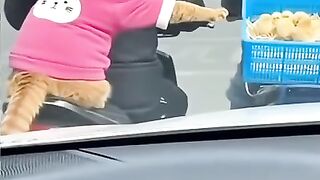 Funny cat 338