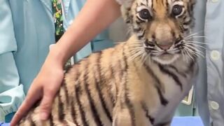 Future Apex Predator or Just a Big Kitty?"