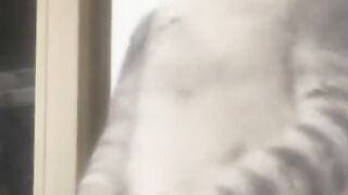 Kucing ketawa 2