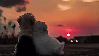 Love❤️