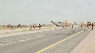 Camels crossing road