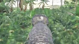 Dinosaur Mom POV