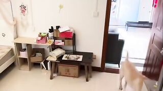Funny videos