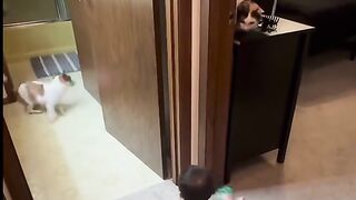 #Baby#dog#