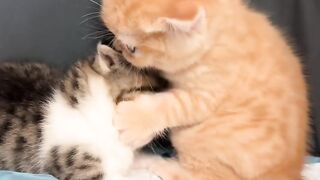 Animal pets moment