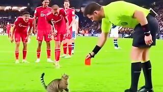 Funny cat ???? 7