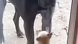 #Funny dog#