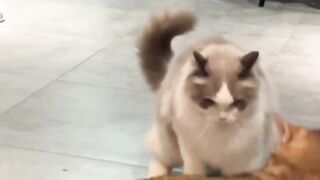 Funny cats moments 6