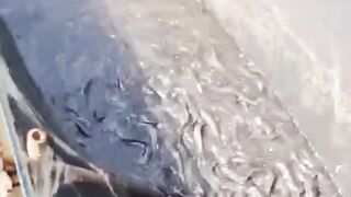 Cara mengatasi air kolam BAU amoniak❗Dijamin BAU hilang