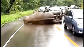 Elephant Slips Down Muddy Hill onto Mountain Road #wildlife #animals #elephant