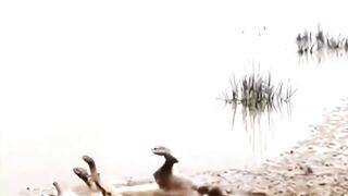 Hyena Picked The Wrong Day