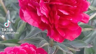 Beautiful flowers 41