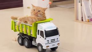 Random cat core