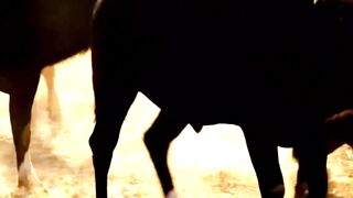 Will anyone rescue the gaur calf from the tiger? #wildlife #animals #africantiger #savana #gaur