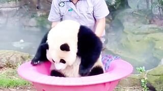 Cute panda animal 2