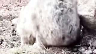 Wombat adalah marsupial penggali nokturnal asli Australia