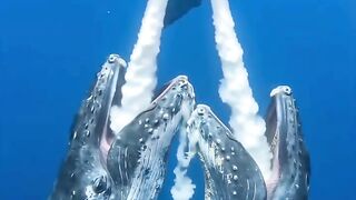 Do you know how Mother Whale feed their Babies?
