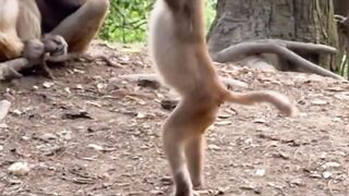 ​Dancing for Bananas: A Monkey's Story
