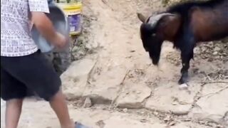 Never Bring a Pan to a Goat Fight