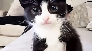 Funniest Kittens of the Day ???? #catshorts 3