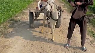 Wait for end ???????????????? for you viral video