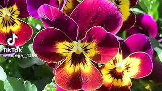 Beautiful flowers 42