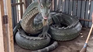 bersihin kandang naga