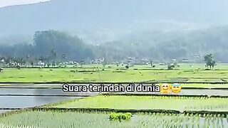 Pemandangan sawah dan gunung yang masih asri di pedesaan