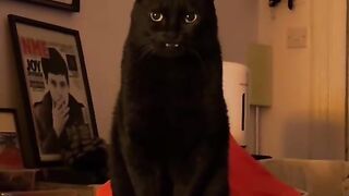 Cat vampire