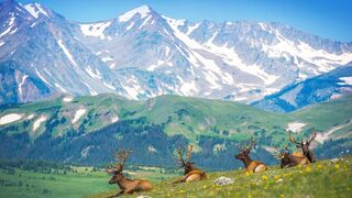 Explore the wildlife and nature of the Rocky Mountains in high quality HD
