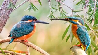 The most beautiful video of amazing wildlife 2020