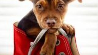 A Dogs Way Home