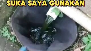Air bekas budidaya lele bisa kita gunakan lagi❗Begini caranya