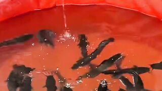 Gak nyangka dengan kolam sekecil ini sudah bisa pelihara lele