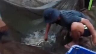 Permintaan tinggi tapi pasokan lele berkurang❗Apa penyebabnya