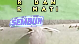 Lele lemah akibat penyakit JAMUR sembuh total dengan cara ini