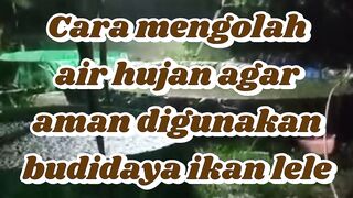 Cara mengolah air hujan agar aman digunakan budidaya ikan lele
