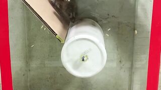 A clever trap for rats
