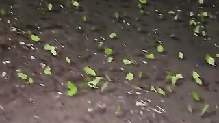 ini bukan daun yang bisa gerak, tapi hewan kecil yang sedang berbondong bondong bawa daun