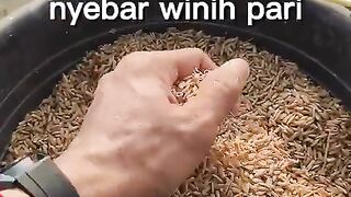 day 1 membantu mertua nebar binih padi di sawah